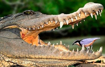 cocodrilo-pajaro-dentista